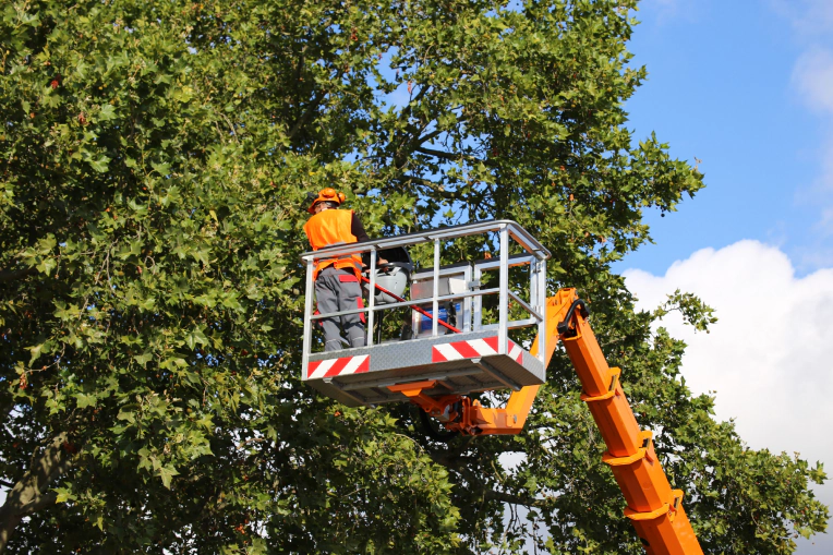 Crane Tree Removal