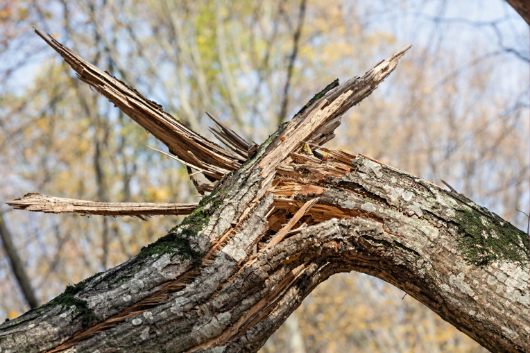 Dangerous Tree Removal