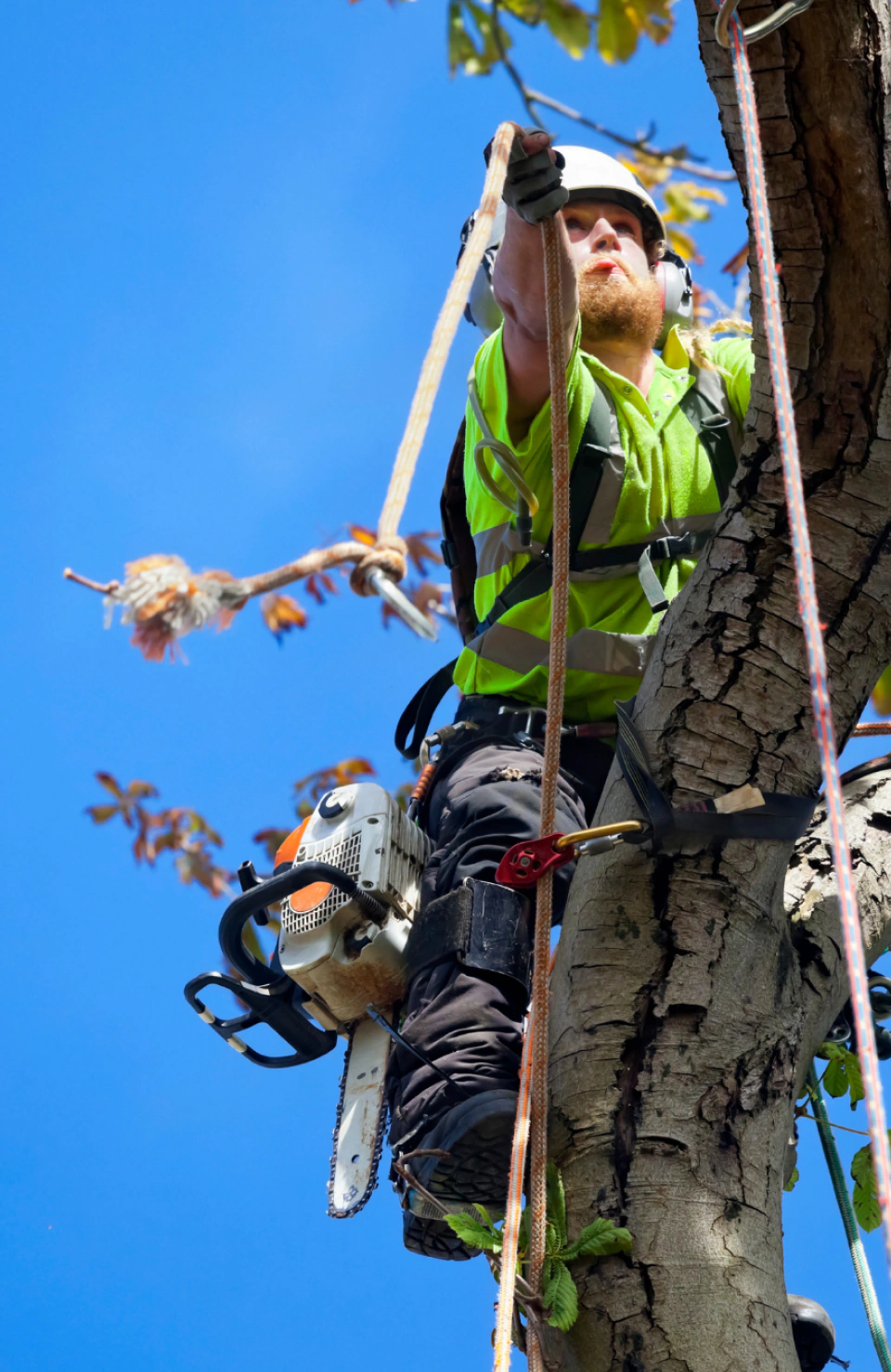 Tree Services (1)